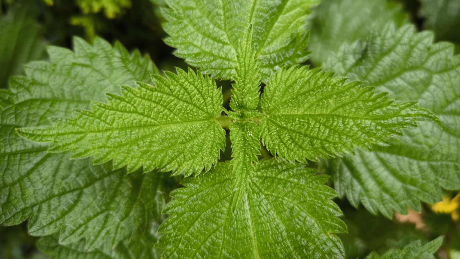 A photo of nettle, top down, symetrically